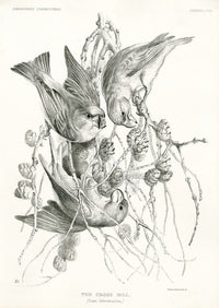 Blackburn Birds The Crossbill - Panteek Antique Prints