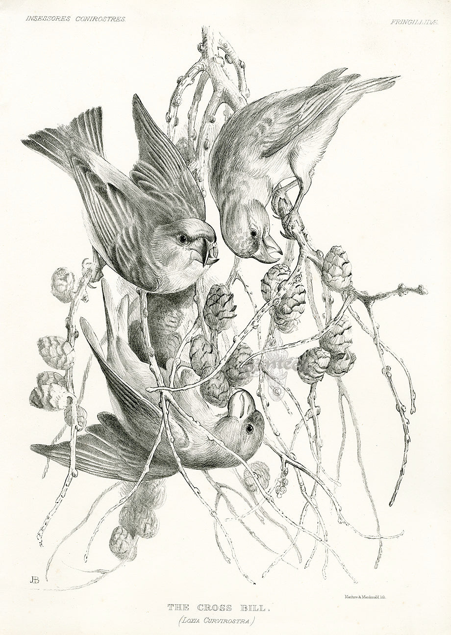 Blackburn Birds The Crossbill