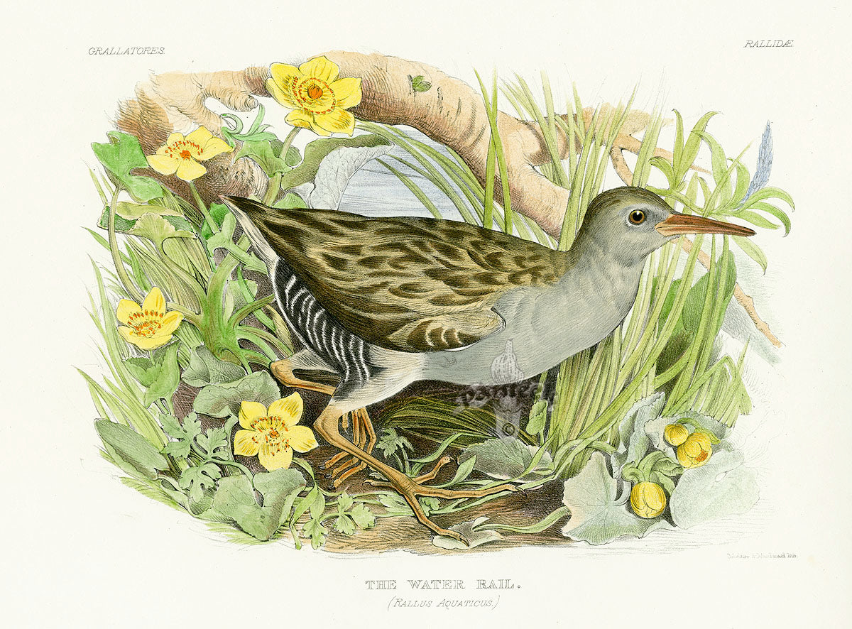 Blackburn Birds Water Rail