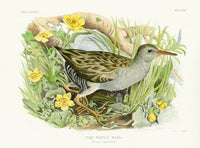 Blackburn Birds Water Rail - Panteek Antique Prints