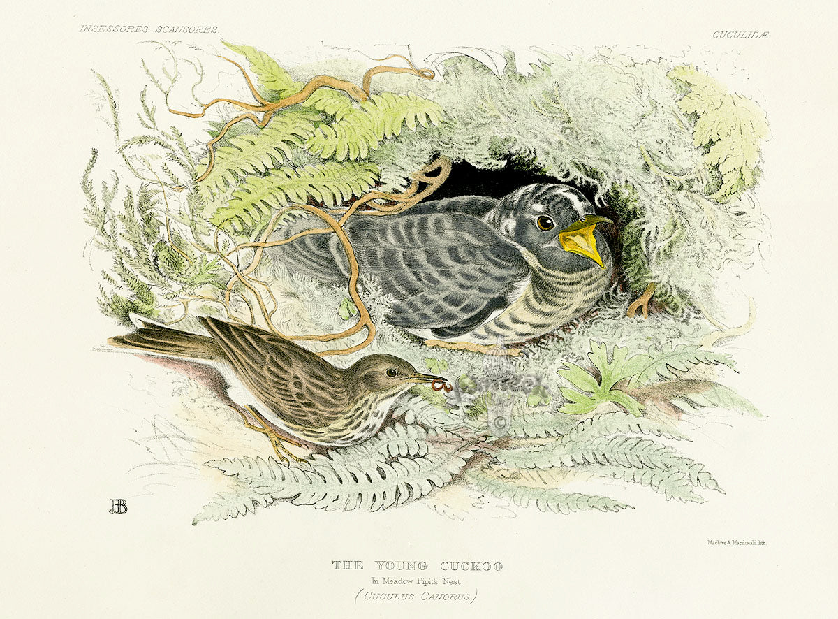 Blackburn Birds Young Cuckoo