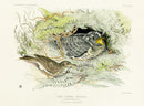 Blackburn Birds Young Cuckoo - Panteek Antique Prints
