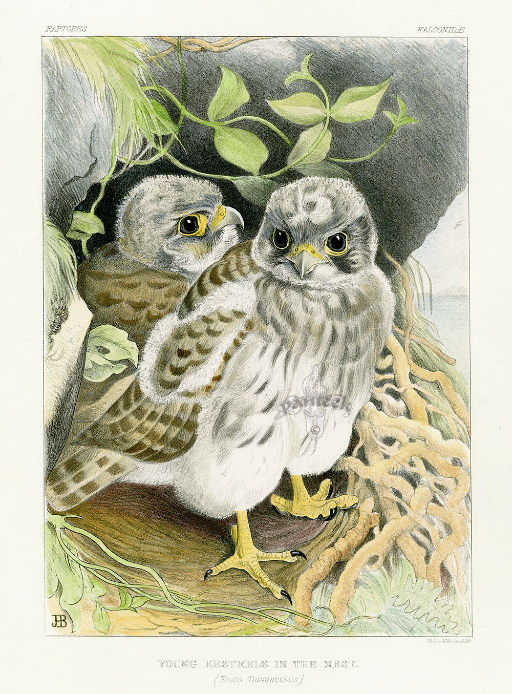 Blackburn Birds Young Kestrels