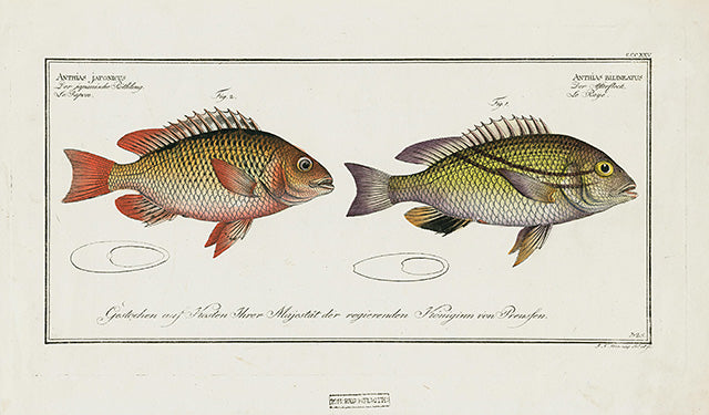 Bloch Folio Engraving Anthias Japonicus