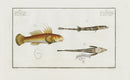 Bloch Folio Engraving Gobius Plumieri, Goby Fish - Panteek Antique Prints