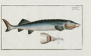 Bloch Folio Engraving Grand Sturgeon - Panteek Antique Prints
