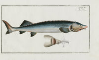 Bloch Folio Engraving Grand Sturgeon - Panteek Antique Prints