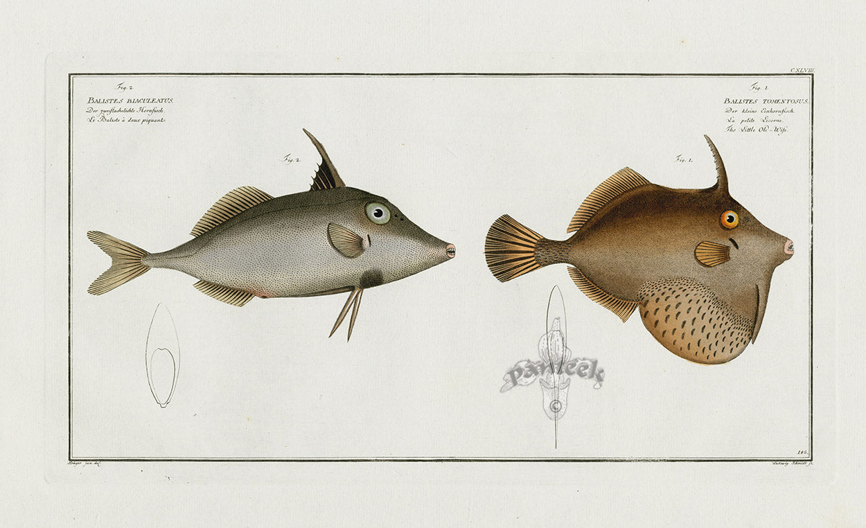 Bloch Folio Engraving Little old wife