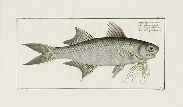 Bloch Folio Engraving Paradise Threadfin