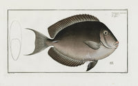 Bloch Folio Engraving Whitecheek Surgeonfish - Panteek Antique Prints