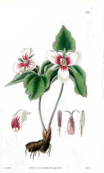 Blood Stained Trillium Curtis Carnivorous Botanical