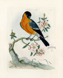 Bolton Bird Nest & Egg Prints 1845 Bullfinch - Panteek Antique Prints