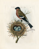 Bolton Bird Nest & Egg Prints 1845 Bullfinch Nest - Panteek Antique Prints