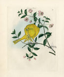 Bolton Bird  Nest & Egg Prints 1845 Canary Bird - Panteek Antique Prints