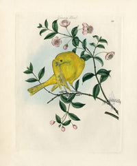 Bolton Bird  Nest & Egg Prints 1845 Canary Bird - Panteek Antique Prints