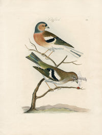 Bolton Bird Nest & Egg Prints 1845 Chaffinch - Panteek Antique Prints