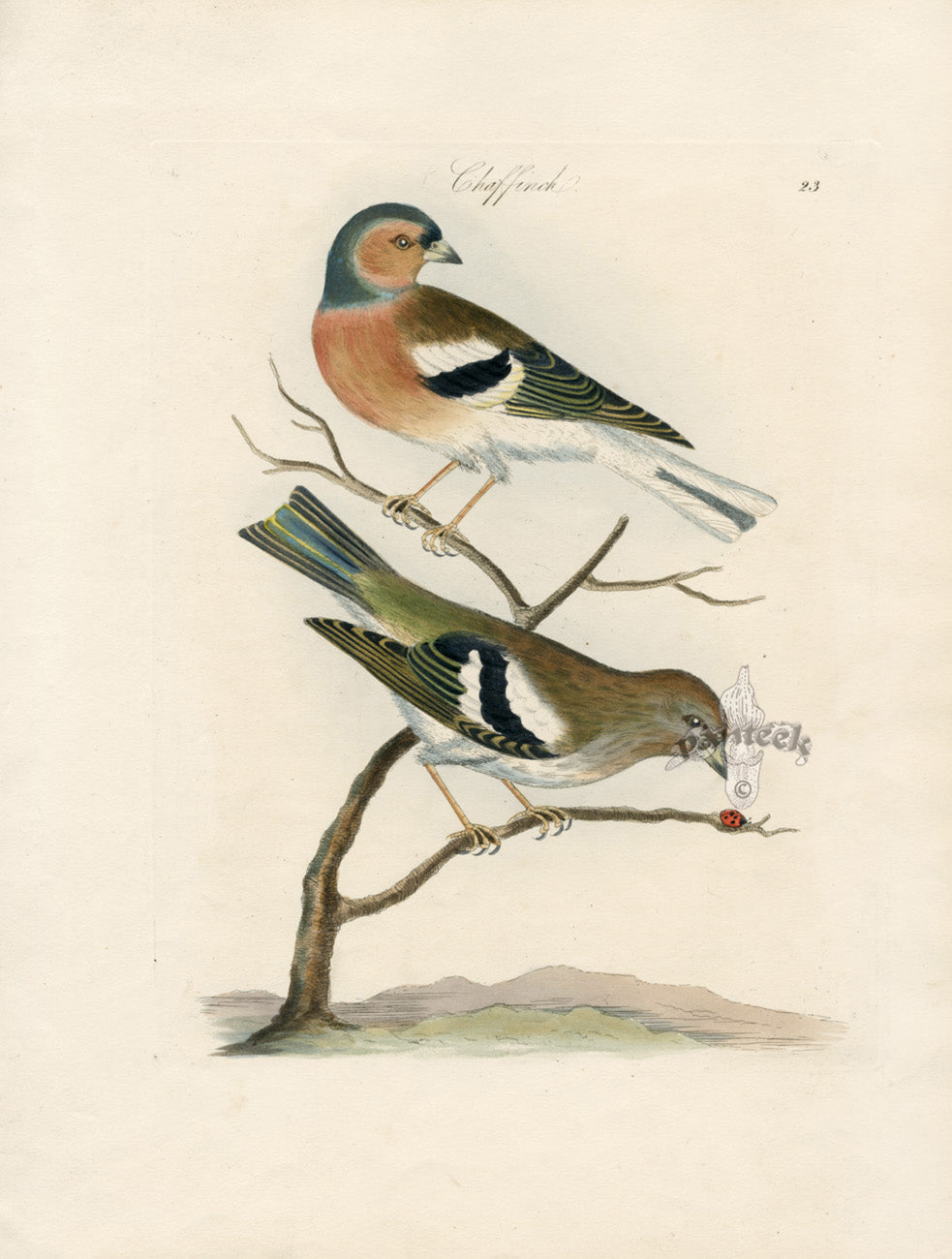 Bolton Bird Nest & Egg Prints 1845 Chaffinch