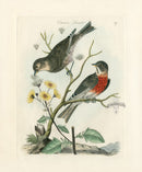 Bolton Bird Nest & Egg Prints 1845 Common Linnet - Panteek Antique Prints