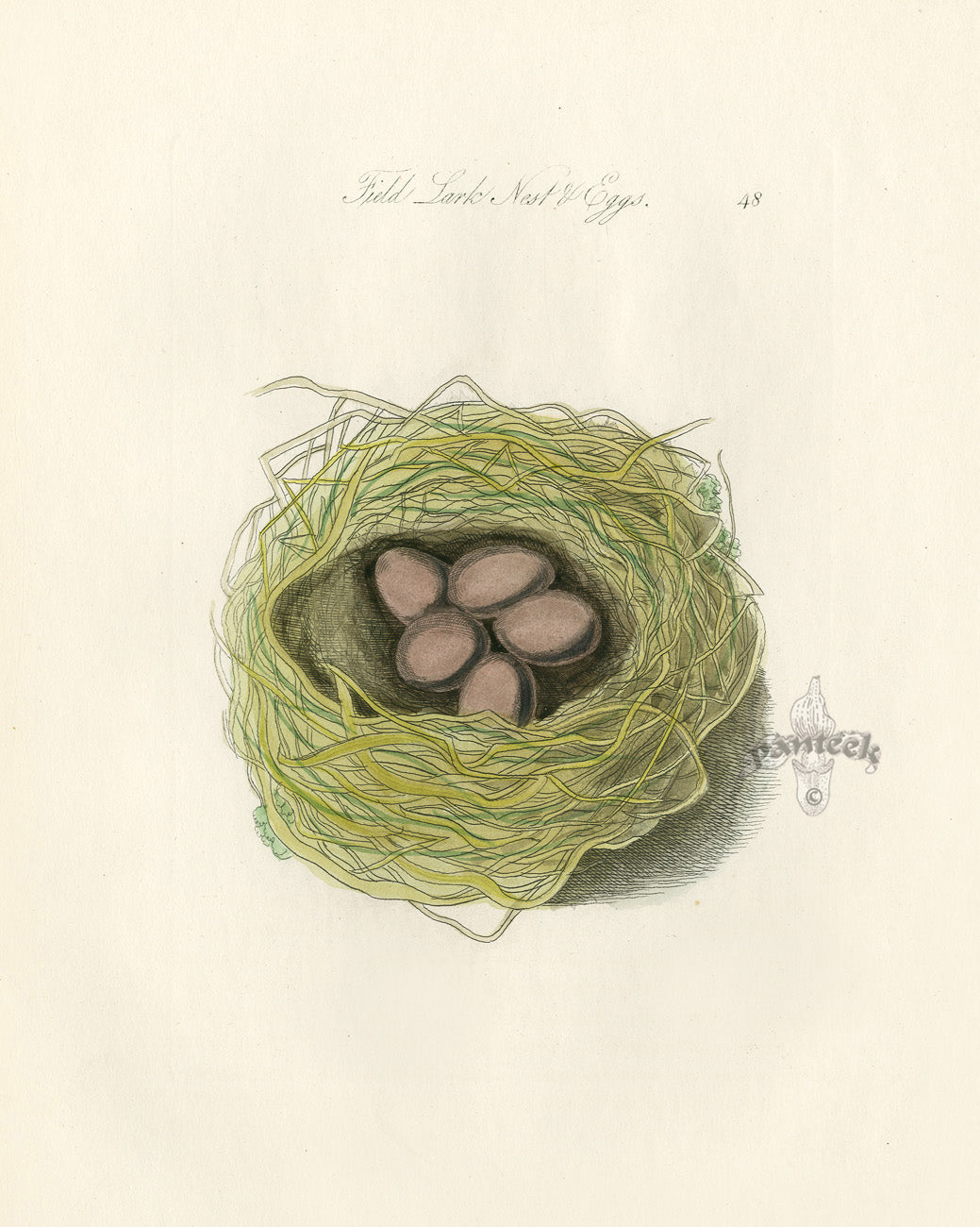Bolton Bird Nest & Egg Prints 1845 Field Lark Nest