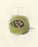 Bolton Bird Nest & Egg Prints 1845 Field Lark Nest - Panteek Antique Prints