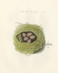 Bolton Bird Nest & Egg Prints 1845 Field Lark Nest - Panteek Antique Prints