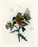 Bolton Bird Nest & Egg Prints 1845 Goldfinch - Panteek Antique Prints