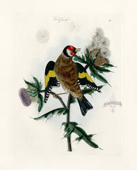 Bolton Bird Nest & Egg Prints 1845 Goldfinch - Panteek Antique Prints