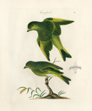 Bolton Bird Nest & Egg Prints 1845 Greenfinch - Panteek Antique Prints