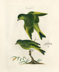 Bolton Bird Nest & Egg Prints 1845 Greenfinch - Panteek Antique Prints
