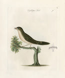 Bolton Bird Nest & Egg Prints 1845 Lark - Panteek Antique Prints