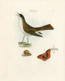 Bolton Bird Nest & Egg Prints 1845 Nightingale - Panteek Antique Prints