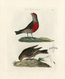 Bolton Bird Nest & Egg Prints 1845 Red Headed Linnet - Panteek Antique Prints