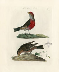 Bolton Bird Nest & Egg Prints 1845 Red Headed Linnet - Panteek Antique Prints