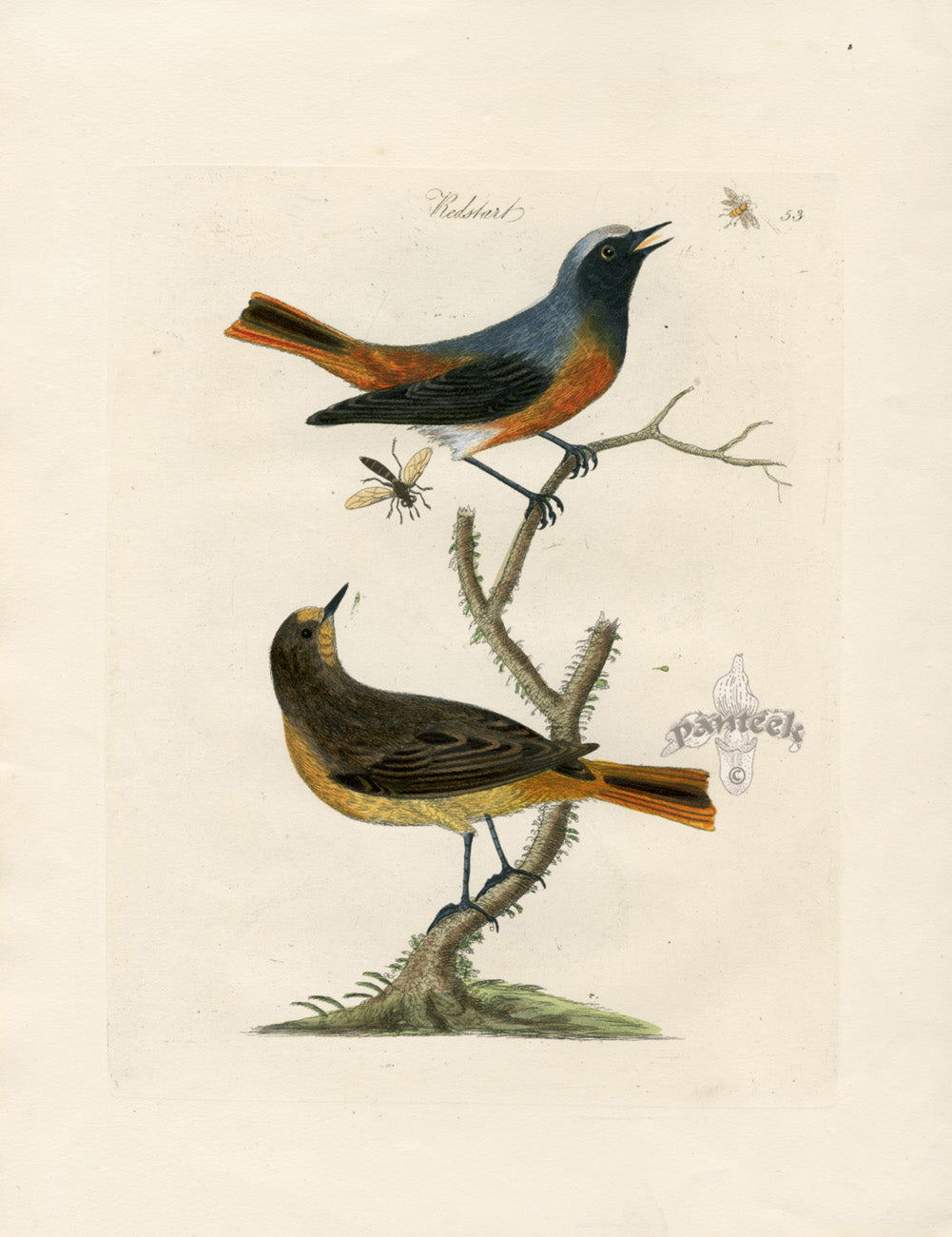 Bolton Bird Nest & Egg Prints 1845 Redstart