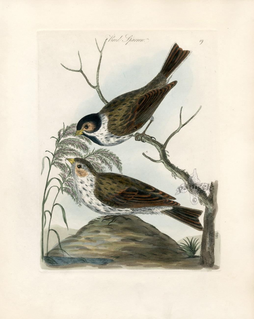 Bolton Bird Nest & Egg Prints 1845 Reed Sparrow