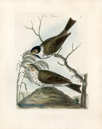 Bolton Bird Nest & Egg Prints 1845 Reed Sparrow - Panteek Antique Prints