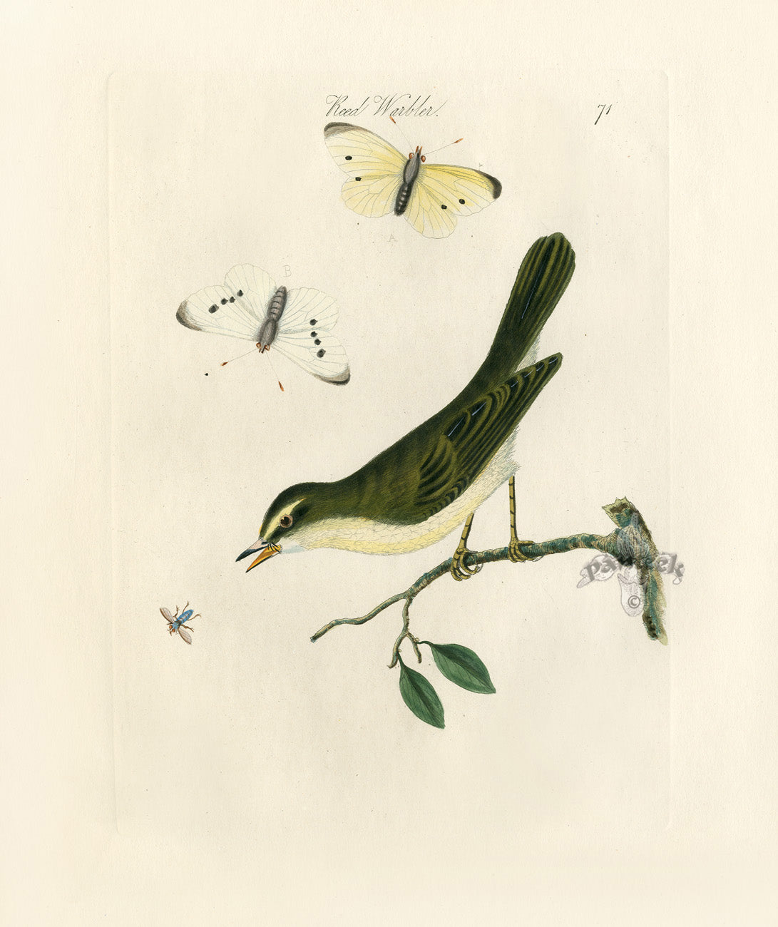 Bolton Bird Nest & Egg Prints 1845 Reed Warbler