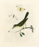 Bolton Bird Nest & Egg Prints 1845 Reed Warbler - Panteek Antique Prints