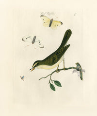 Bolton Bird Nest & Egg Prints 1845 Reed Warbler - Panteek Antique Prints