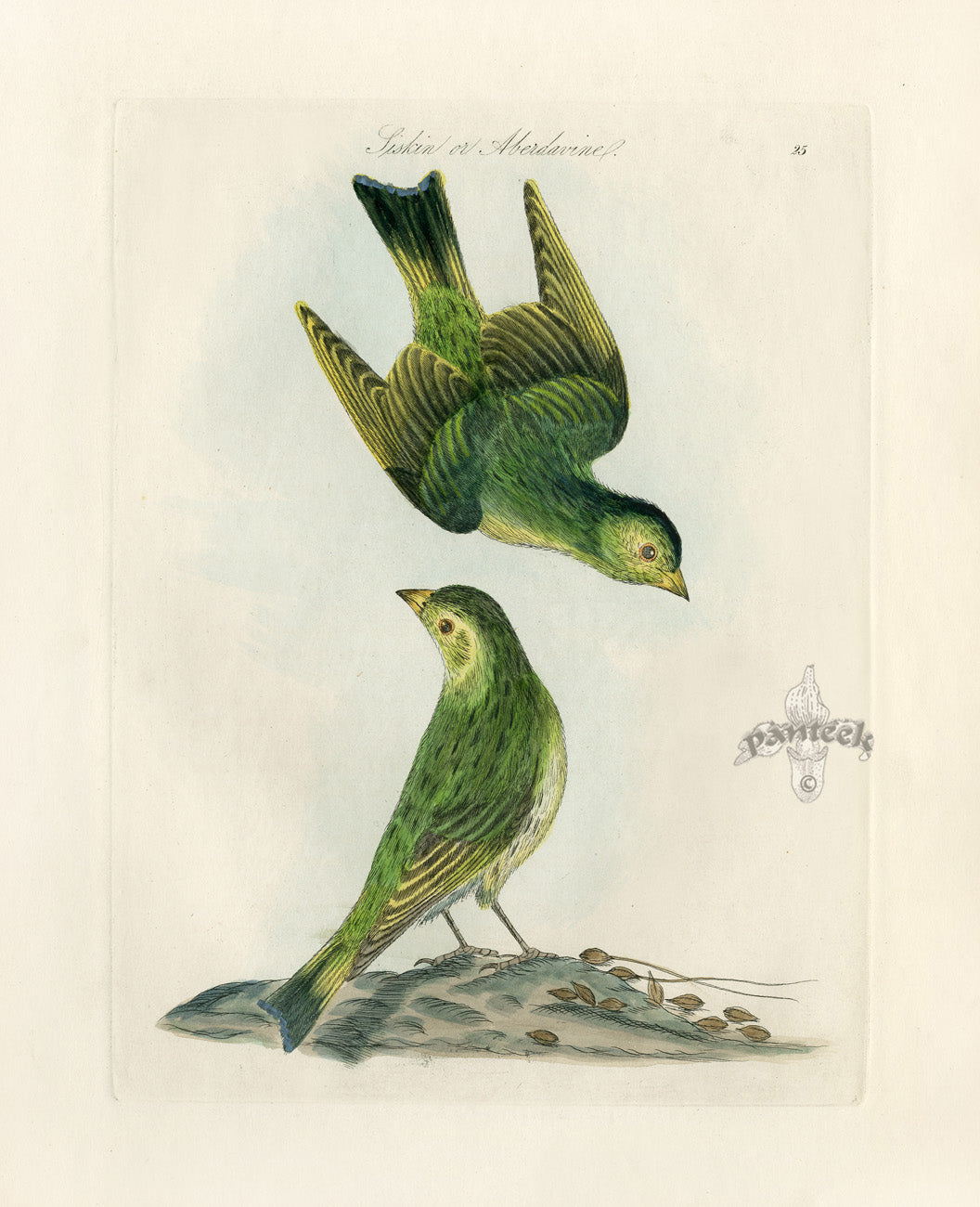 Bolton Bird Nest & Egg Prints 1845 Siskin