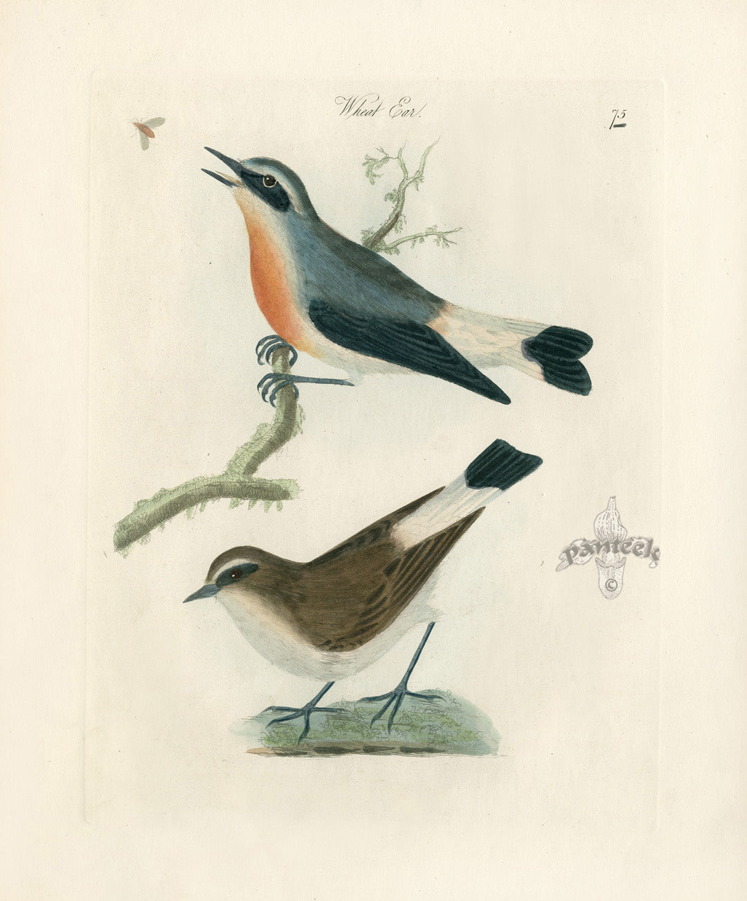 Bolton Bird Nest & Egg Prints 1845 Wheat Ear