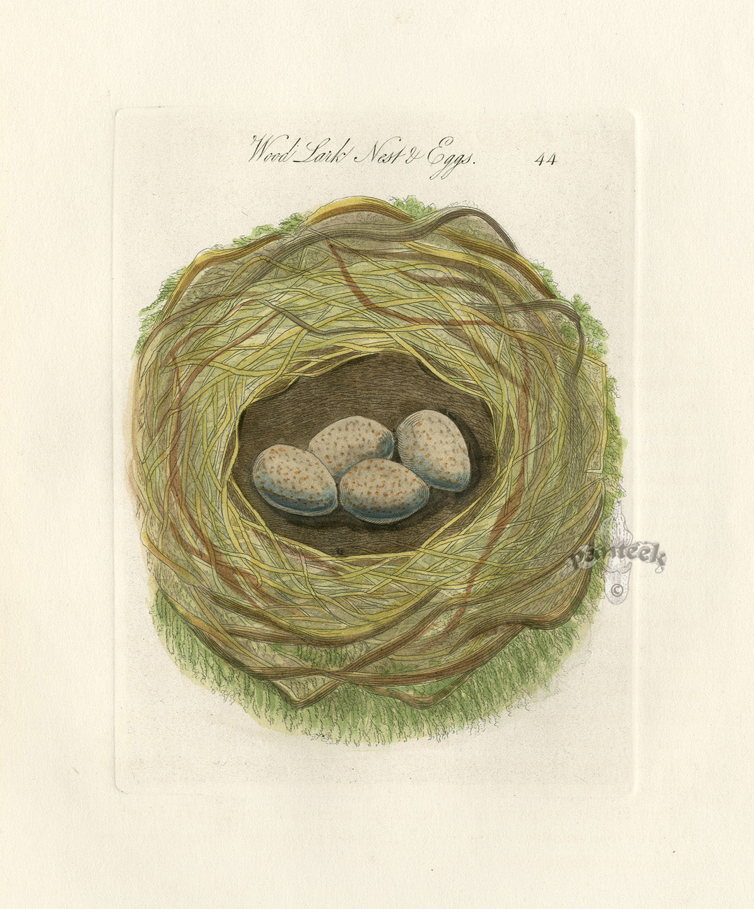 Bolton Bird Nest & Egg Prints 1845 Wood Lark Nest