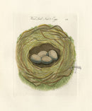Bolton Bird Nest & Egg Prints 1845 Wood Lark Nest - Panteek Antique Prints