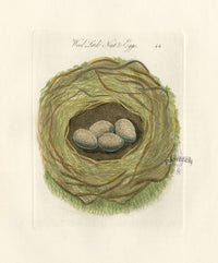 Bolton Bird Nest & Egg Prints 1845 Wood Lark Nest - Panteek Antique Prints