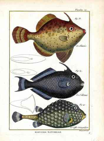 Bonnaterre Fish Print 1788 Box Fish