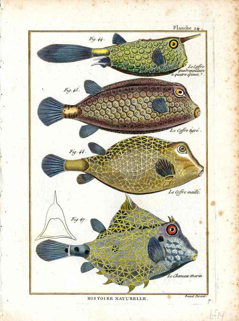 Bonnaterre Fish Print 1788 Box Fish, Poison