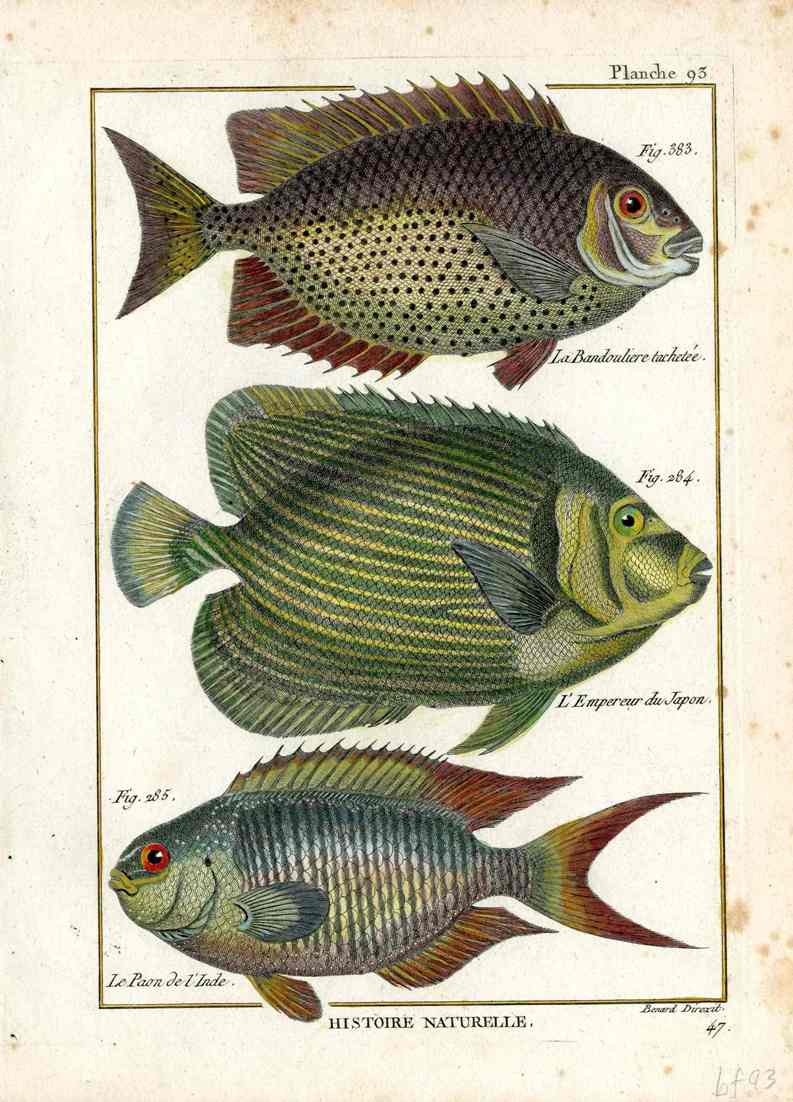 Bonnaterre Fish Print 1788 Emperor Fish