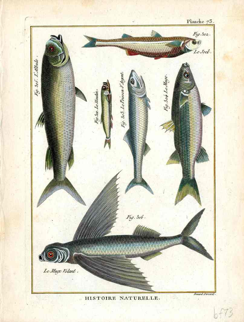 Bonnaterre Fish Print 1788 Flying Fish