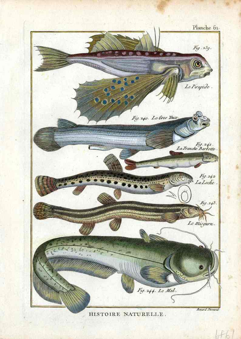 Bonnaterre Fish Print 1788 Flying Fish, Cat Fish