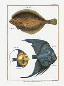 Bonnaterre Fish Print 1788 Grison - Panteek Antique Prints